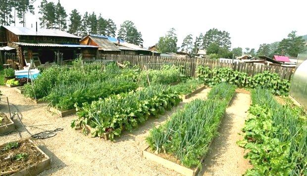 February planting lunar calendar: essential for gardeners and farmers aiming for a bountiful harvest in 2025.