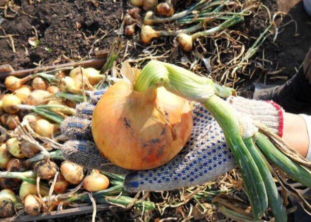 Garden Gazette: How to Grow Giant Chemical-Free Onions the Size of Apples.