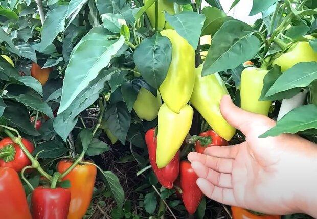 How to achieve a record pepper harvest: essential fertilization tips for gardeners.