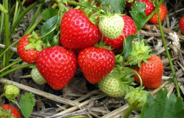 How to awaken strawberries in spring and enjoy a harvest of large berries by June.