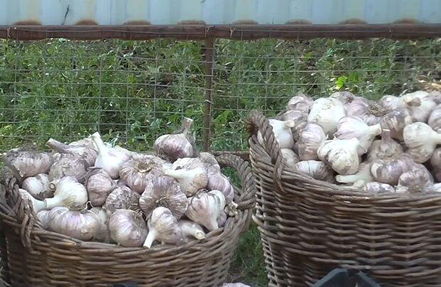 How to grow garlic twice as large: March fertilization tips.